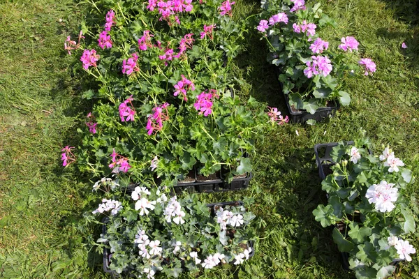 Небольшие горшки с растениями для посадки в саду — стоковое фото