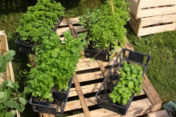Piccoli vasi di piante per piantare in giardino — Foto Stock