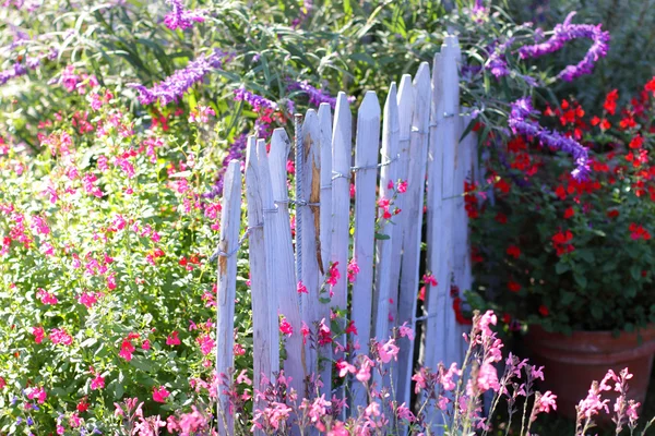 Niebieski barierę drewnianą z wielokolorowe kwiaty wiosny — Zdjęcie stockowe