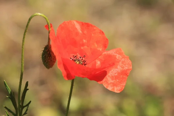 Red poppy close up in a field in summer — Stock Photo, Image