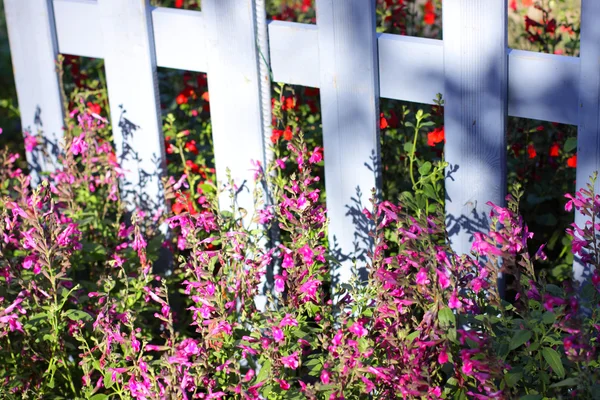 Barriera di legno blu con fiori multicolori di primavera — Foto Stock