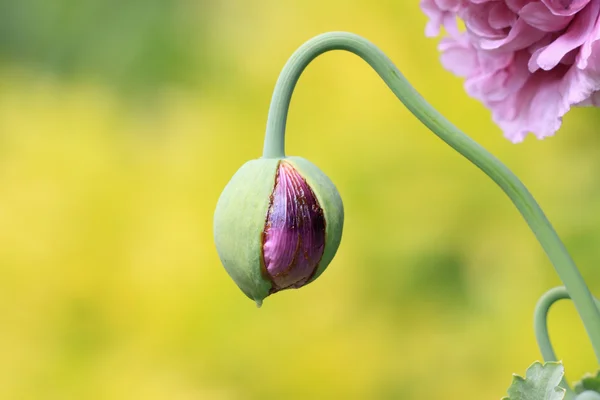 stock image Closeup of a flower bud of poppy pink