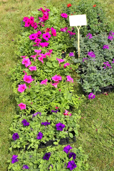 Kleine potten met planten voor planten in de tuin — Stockfoto