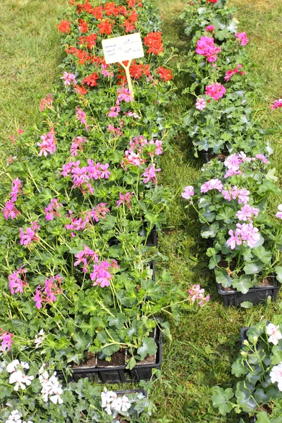 Kleine potten met planten voor planten in de tuin — Stockfoto