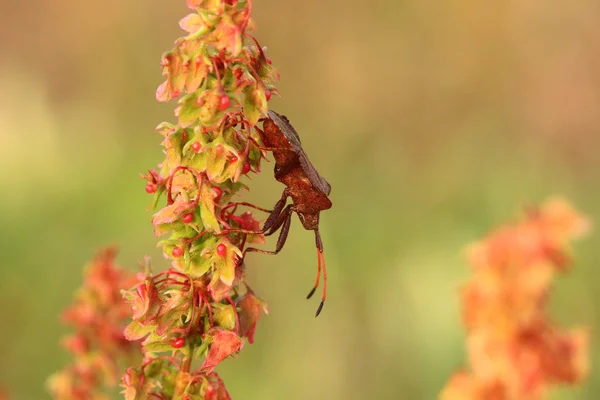 Bug, bedwantsen bruin op de delicate bloem in de zomer — Stockfoto