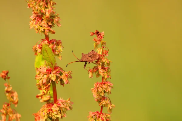 Bug, bedbug brown on the delicate flower in summer — Stock Photo, Image