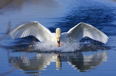 Swan attack clipart