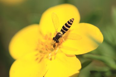 Hoverfly Syrphe syrphidae clipart