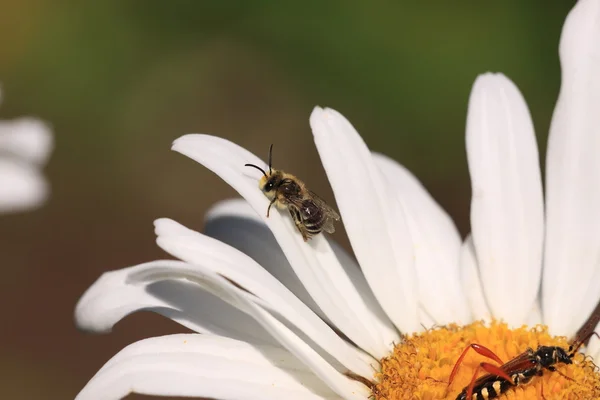 Bee, Apoidea, Abeille — Stock Photo, Image