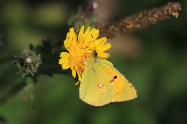 Colias crocea, le soucis