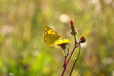 Colias crocea, le soucis