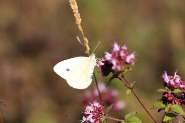 Pieris rapae, pieride de la rave