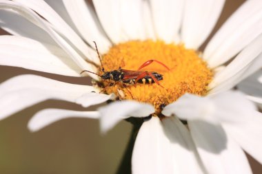 Stenopterus rufus (linnaeus)