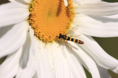 Hoverfly Syrphe syrphidae