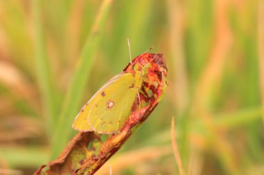 Colias crocea, le soucis