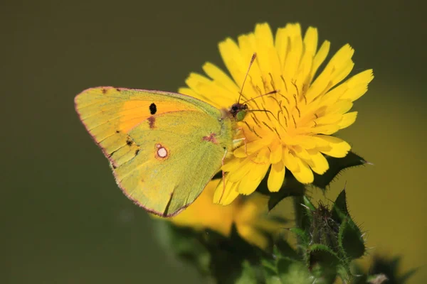 Colias żółtawy, le soucis — Zdjęcie stockowe