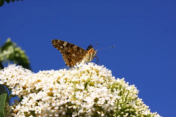Mariposa cynthia cardui, la belle dame — Foto de Stock