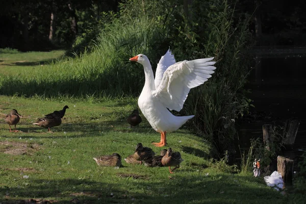Fehér geeses és kacsák — Stock Fotó