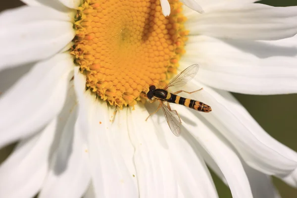 Syrphidae syrphidae — стоковое фото