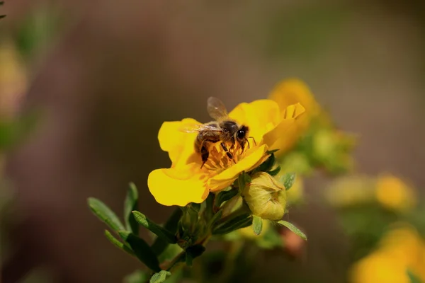 Biene, apoidea, abeille — Stockfoto