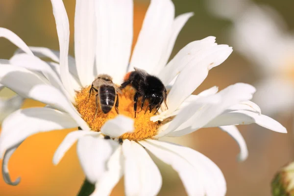 Bee, Apoidea, Abeidea — стоковое фото