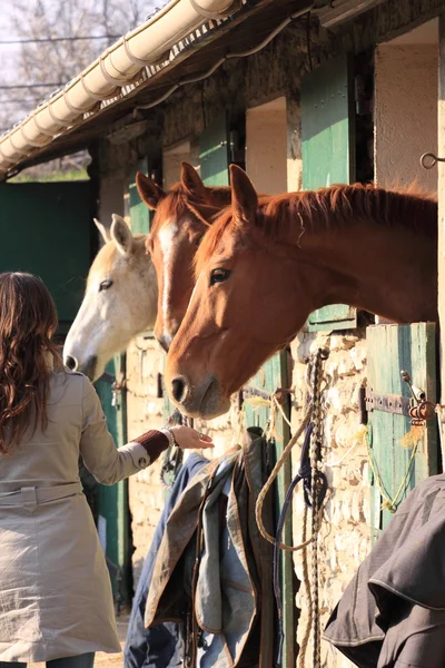 Mooie jonge vrouw geven voedsel aan paarden — Stockfoto