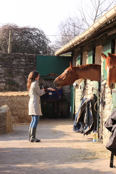Hübsche junge Frau gibt Pferden Futter — Stockfoto