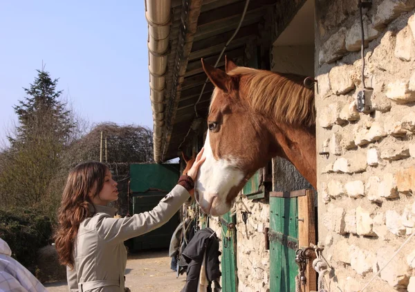 Bella giovane donna che dà cibo ai cavalli — Foto Stock