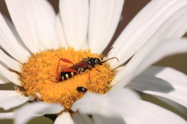 Stenopterus rufus (linnaeus)