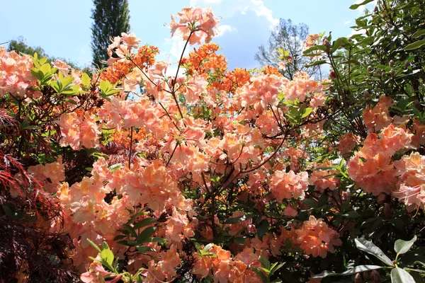 Giardino fiorito in primavera — Foto Stock