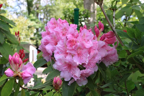 Jardim de flores na primavera — Fotografia de Stock