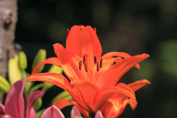 Квітка Ліллі — стокове фото