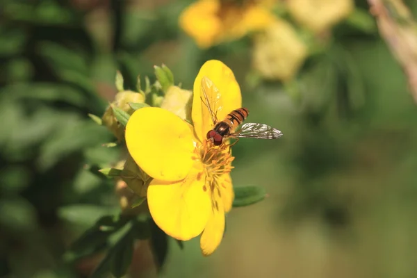 Blomflugor syrphe syrphidae — Stockfoto