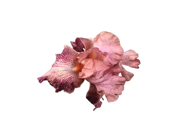 Iris flower pink and purple on white background — Stock Photo, Image