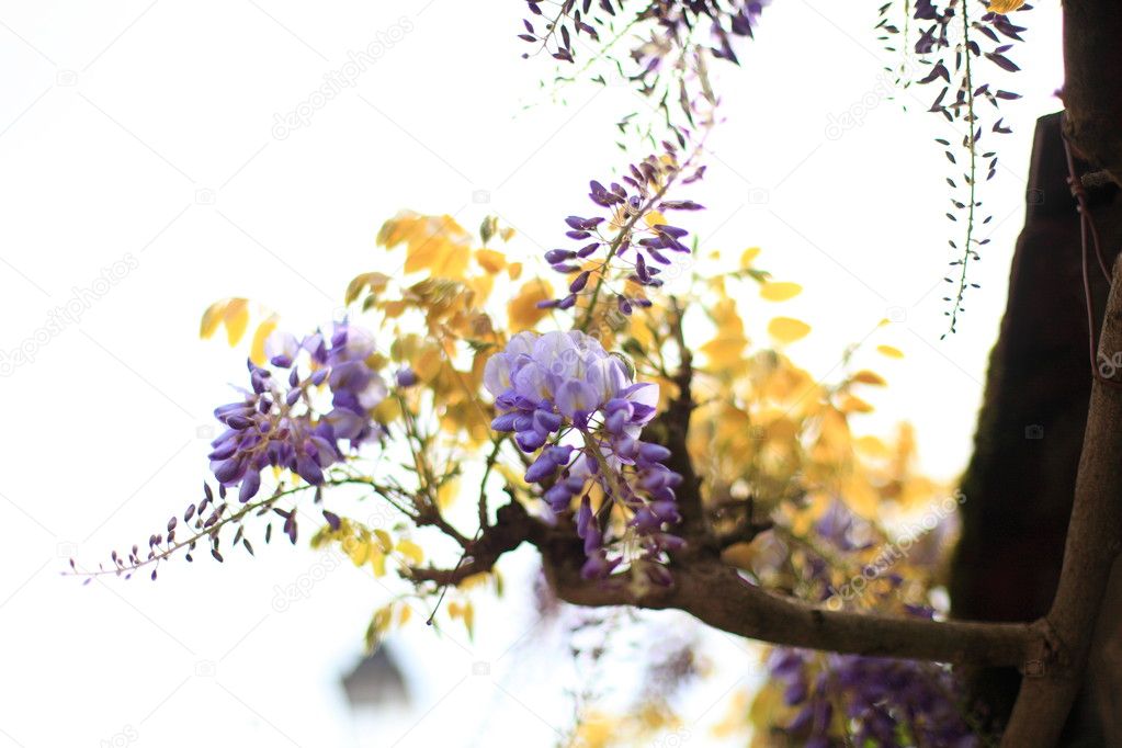 Wisteria flower, purple and blue against days