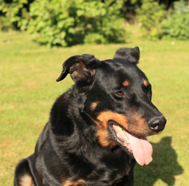 safkan Fransız çoban köpeği beauceron portresi