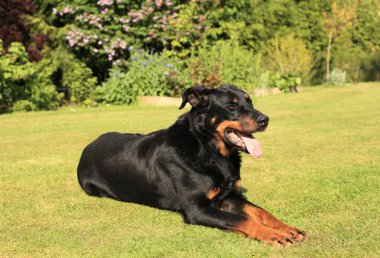 safkan Fransız çoban köpeği beauceron portresi