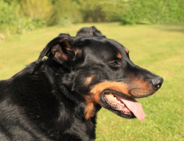 safkan Fransız çoban köpeği beauceron portresi