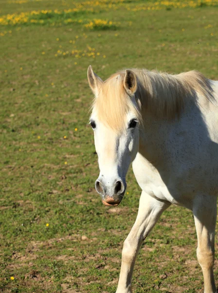 Portréja egy fiatal fehér ló a réten — Stock Fotó