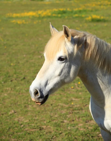 Retrato de un joven caballo blanco en un prado —  Fotos de Stock