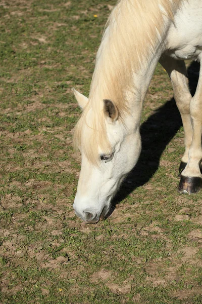 Portréja egy fiatal fehér ló a réten — Stock Fotó