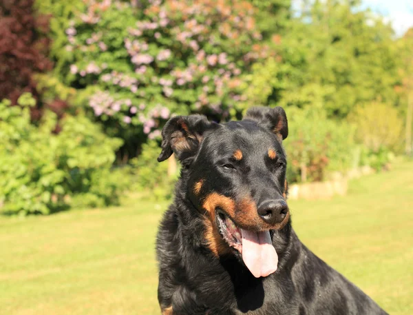 Retrato de um cão pastor francês de raça pura beauceron — Fotografia de Stock