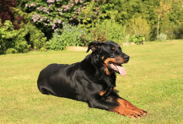 Retrato de um cão pastor francês de raça pura beauceron — Fotografia de Stock