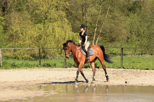 Mooie equestrienne op bruin paard in de zomer — Stockfoto