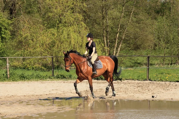 Hermosa equestrienne en caballo marrón en verano —  Fotos de Stock