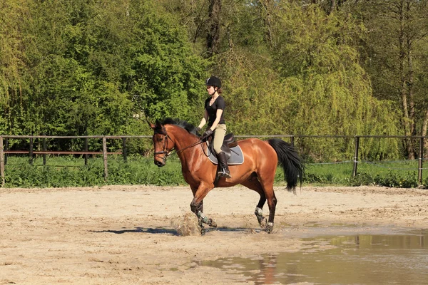 Bela equestre em cavalo marrom no verão — Fotografia de Stock