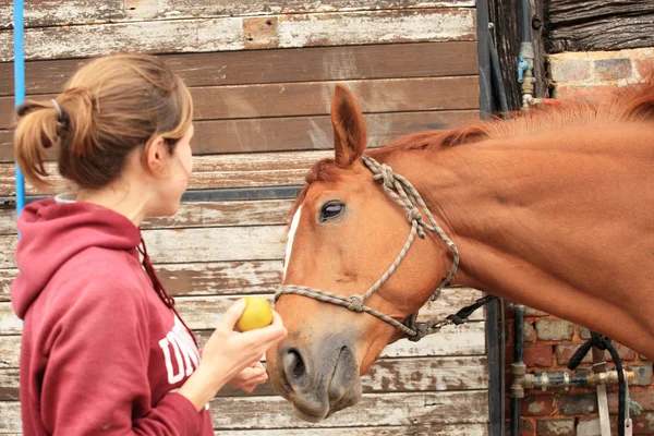 Mulheres bonitas dão uma maçã ao seu cavalo — Fotografia de Stock
