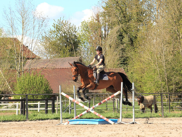 Young woman with a brown horse jump an obstacle