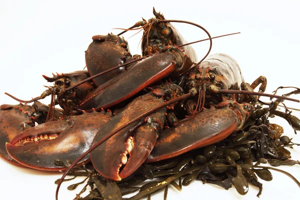 Live lobsters on algae and a white background — Stock Photo, Image
