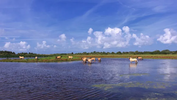 Henson cavalos nos pântanos em baías de somme na frança — Fotografia de Stock